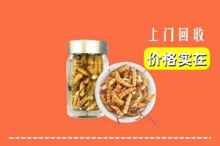 泰州市靖江回收散虫草